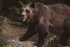 Kosovo: Bear Sanctuary Prishtina, (guided tour & shuttle)