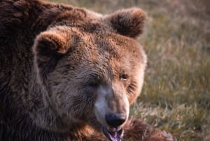 Kosovo: Bear Sanctuary Prishtina, (guided tour & shuttle)