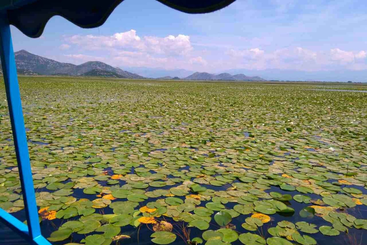 Kotor: Park Narodowy Jeziora Szkoderskiego z degustacją wina