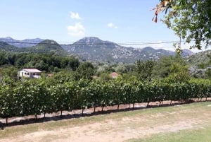 Kotor: Park Narodowy Jeziora Szkoderskiego z degustacją wina