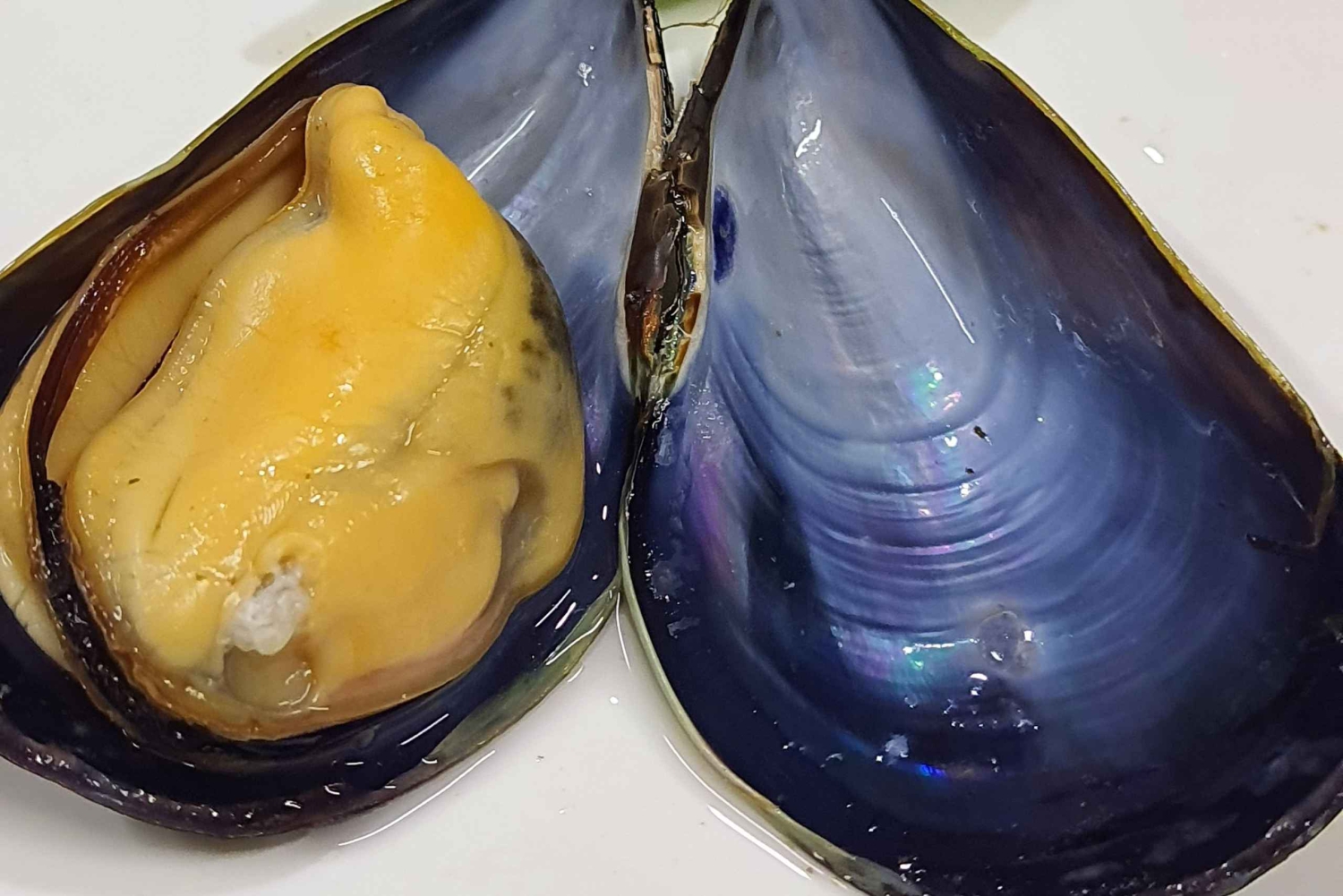 Ксамил: парусный тур с дегустацией мидий и напитков в Албании