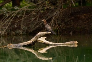 Lake Skadar: Early-morning Birdwatching and Photography Tour