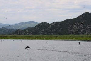 Lake Skadar: Early-morning Birdwatching and Photography Tour