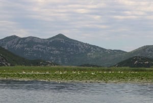 Lake Skadar: Early-morning Birdwatching and Photography Tour