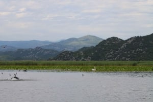 Lake Skadar: Early-morning Birdwatching and Photography Tour