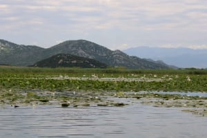 Lake Skadar: Early-morning Birdwatching and Photography Tour