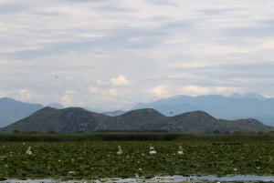 Lake Skadar: Early-morning Birdwatching and Photography Tour