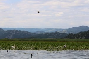 Lake Skadar: Early-morning Birdwatching and Photography Tour