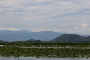 Lake Skadar: Early-morning Birdwatching and Photography Tour