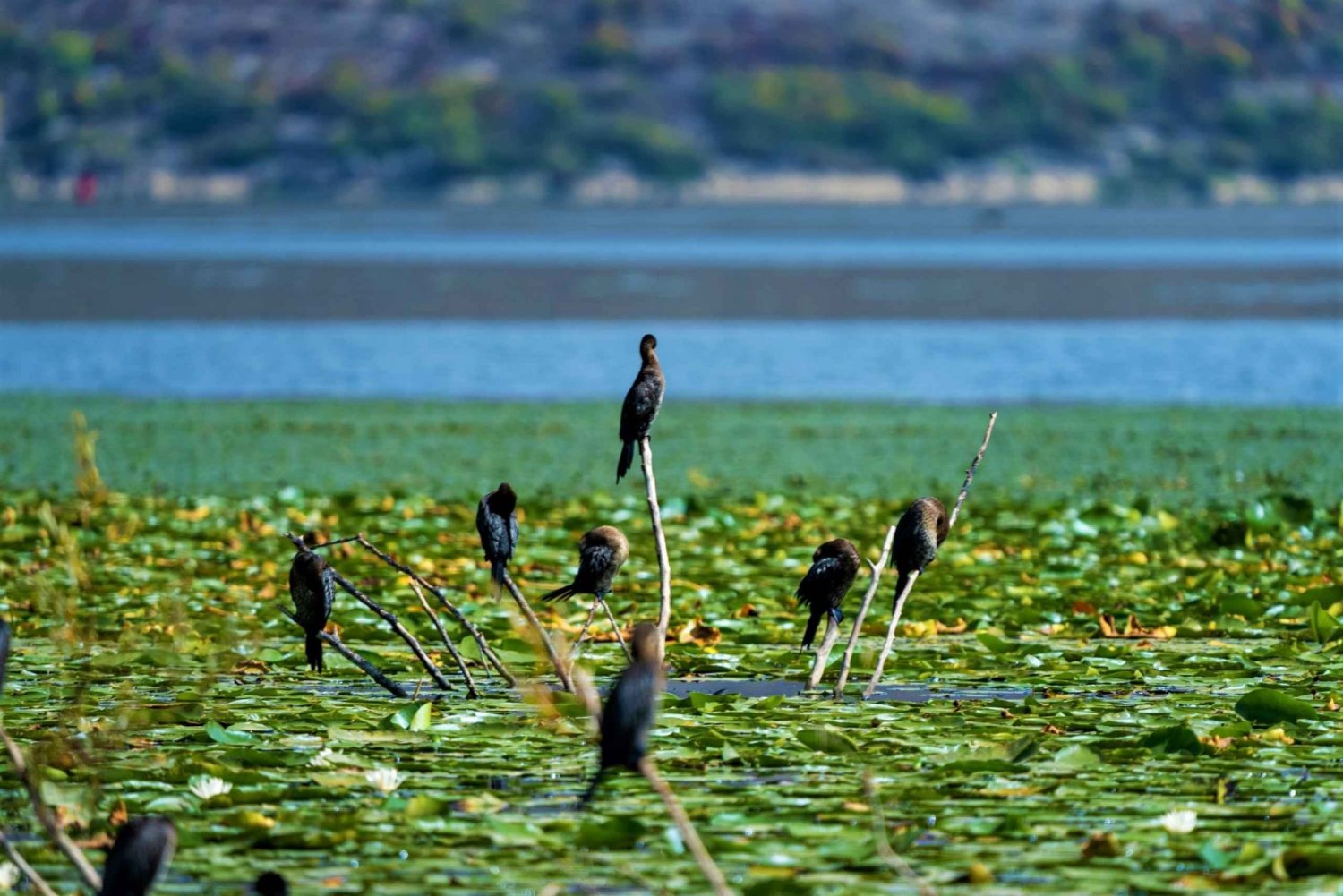 Virpazar: Lake Skadar Early-morning Birdwatching Boat Tour