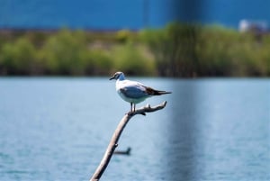 Skadar-järvi: Skadar: Aamuvarhaisella lintujen tarkkailu ja valokuvausretki