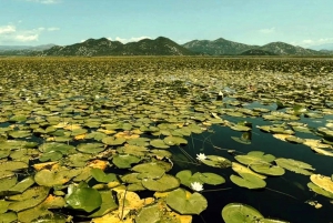 Lake Skadar: Guided Sightseeing Boat Tour with Refreshments