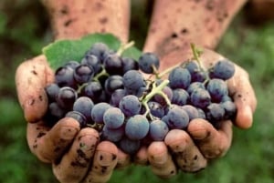 Prova de vinhos Lalez, passeio de vinhos, caiaque e almoço completo