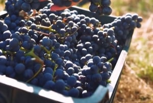 Prova de vinhos Lalez, passeio de vinhos, caiaque e almoço completo