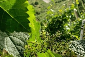 Prova de vinhos Lalez, passeio de vinhos, caiaque e almoço completo