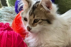 Libohova : Cours de tricot avec gâteau et thé