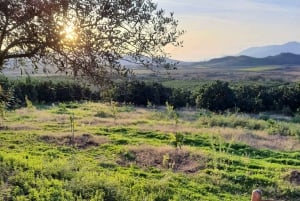 Mandarina Farming Tour with Picnic in Albania
