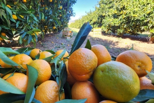 Mandarina Farming Tour with Picnic in Albania