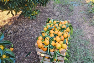 Mandarina Farming Tour with Picnic in Albania