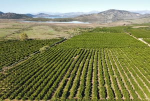 Mandarina Farming Tour with Picnic in Albania