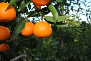 Mandarina Farming Tour with Picnic in Albania