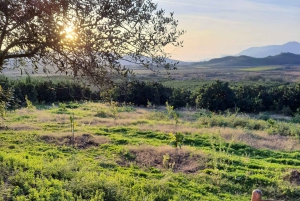 Mandarina Farming Tour with Picnic in Albania