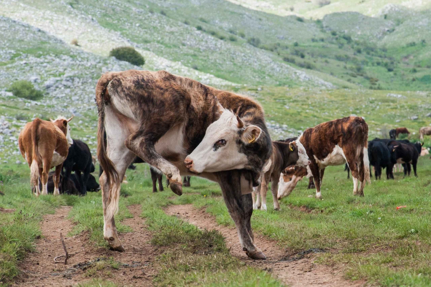 スコピエのマヴロヴォ修道院、ガリチニク修道院、ヨヴァン・ビゴルスキー修道院