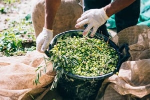 Musai olivenoljeomvisning og smaking