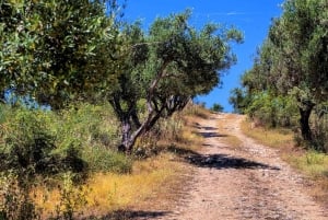 Musai olivenoljeomvisning og smaking