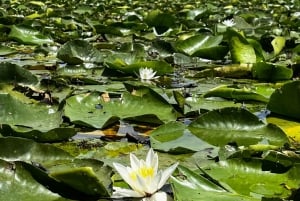 Tour privado por el lago Skadar con guía, aperitivos y bebidas.