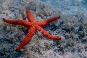 Saranda: Båttur til Kakome, grotter og strender med snorkling