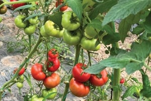 Saranda: Wine and raki tasting, local products.