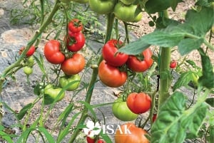 Saranda: Wine and raki tasting, local products.