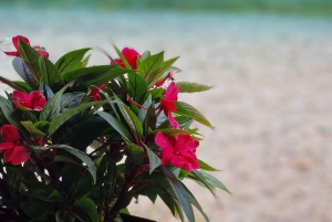 Sarande: Visita à primavera do Olho Azul e ao pôr do sol do Castelo de Lekursi