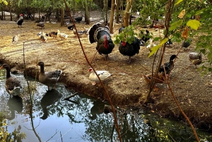 Sarande: Blue Eye with Traditional Food and Wine Tasting