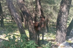 Sarandë : Horseback Ride for Beginners