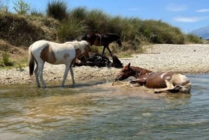 Sarandë : Horseback Ride for Beginners