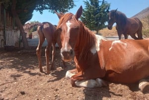 Sarandë : Horseback Ride for Beginners