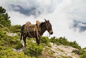 Shpirag: Donkey Riding Half Day Tour from Berat