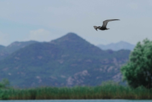 Skadar Lake: 4-Hour Guided tours on Kayak