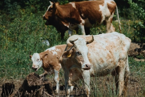 Skadar Lake: 4-Hour Guided tours on Kayak