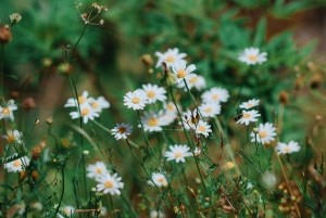 Skadar Lake: 4-Hour Guided tours on Kayak
