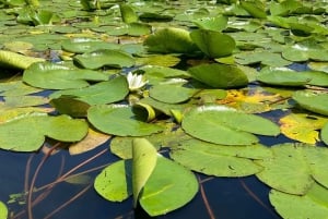 ༄ Skadar Lake: Guided tour on Kayak or Paddle board