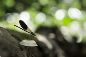 Lago Skadar: Caiaque individual, canais escondidos e natação