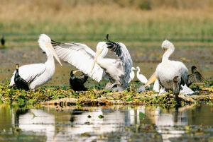 Skadar Lake National Park: Fågelskådning och fotograferingstur