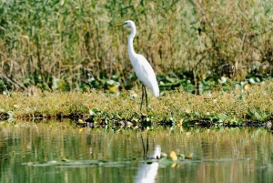 Skadar Lake National Park: Fågelskådning och fotograferingstur