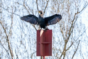Skadar Lake National Park: Fågelskådning och fotograferingstur