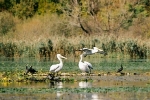 Skadar Lake National Park: Fågelskådning och fotograferingstur