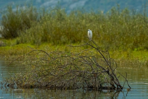 Skadar Lake National Park: Fågelskådning och fotograferingstur