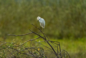Skadar Lake National Park: Fågelskådning och fotograferingstur